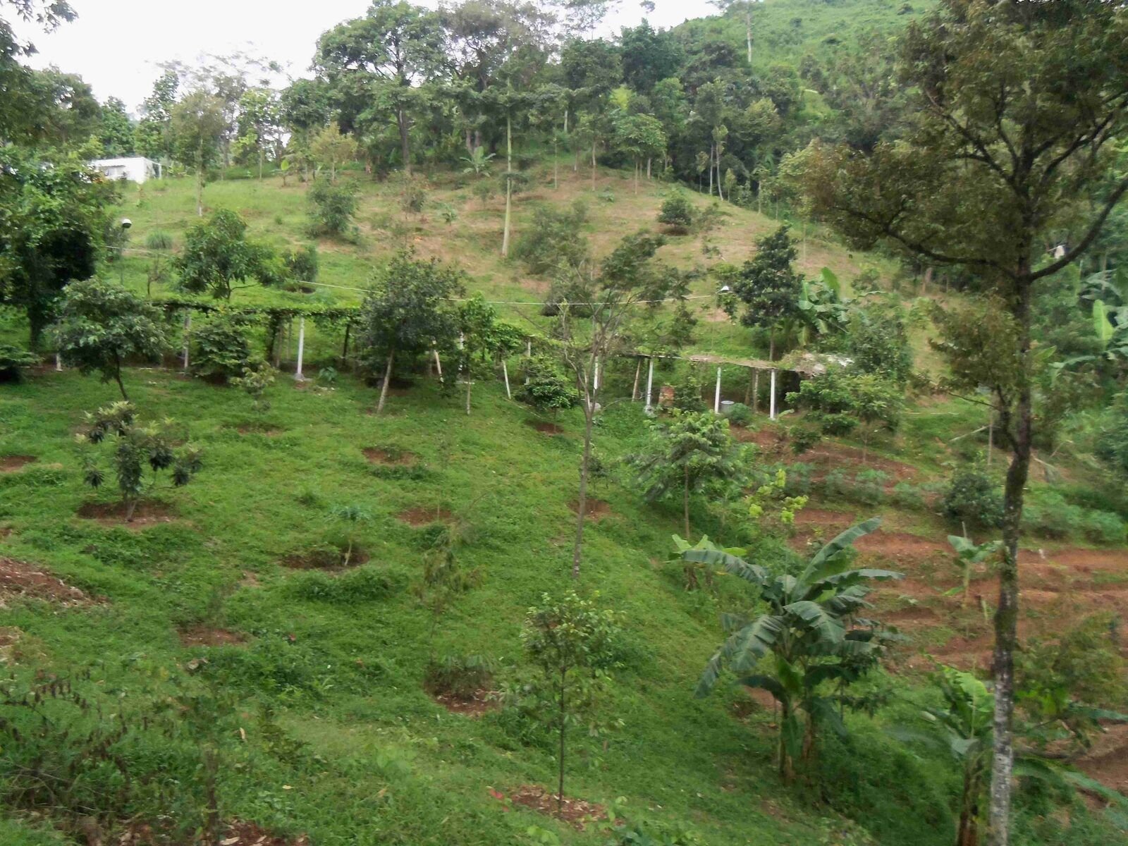 Reforestation within Lotus quarry